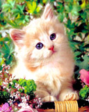 chat